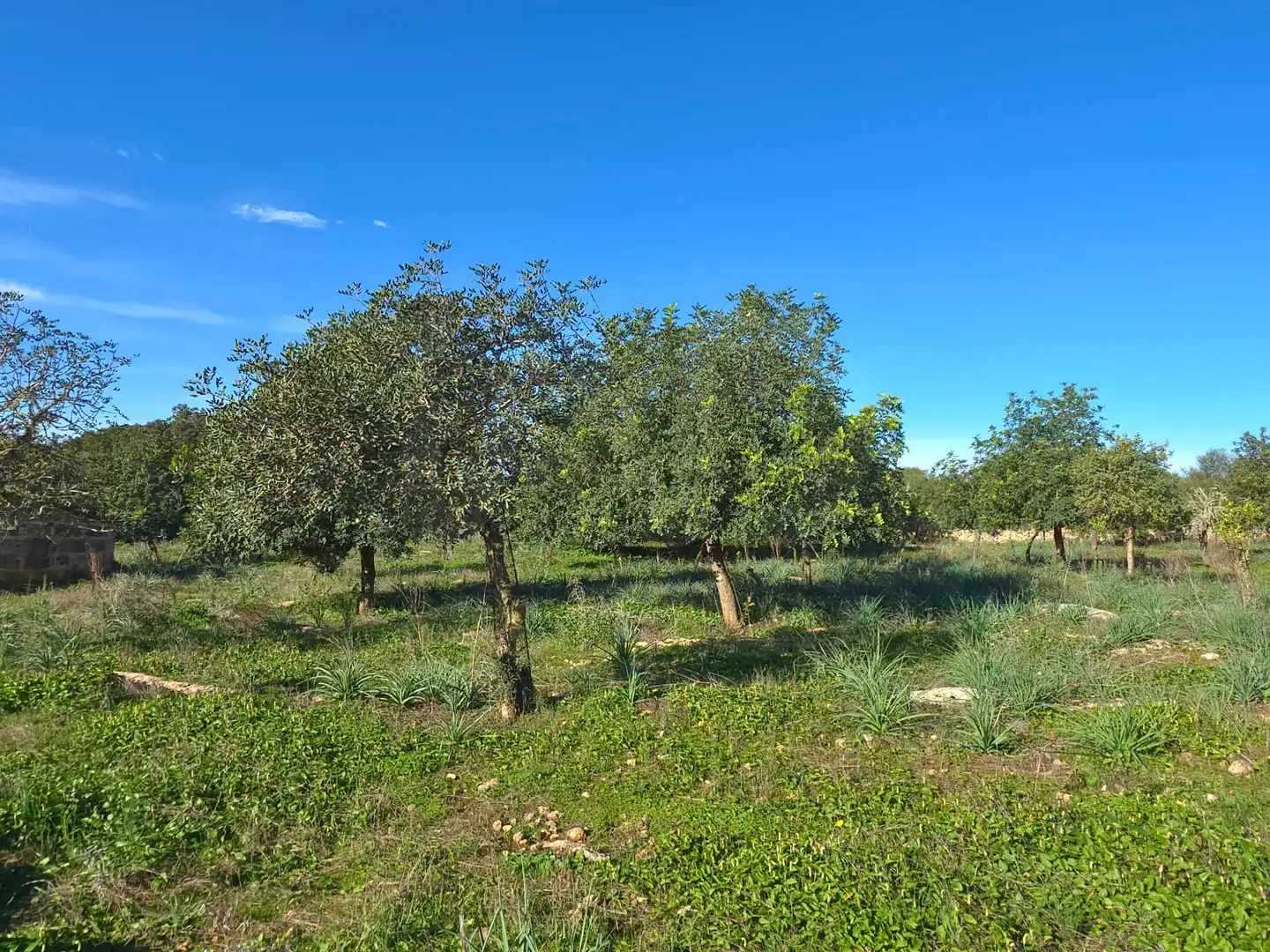 Terreni e lotti in vendita a Santa Margalida Poble, imagen 35