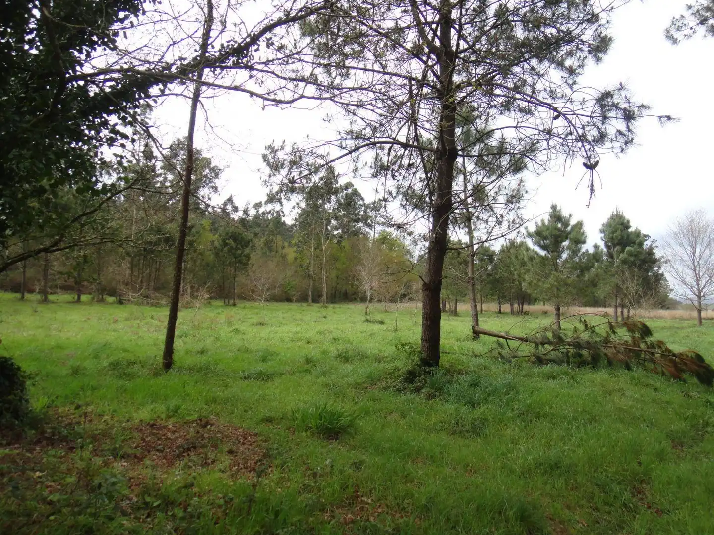Lands and plots for sale in Brión, imagen 7