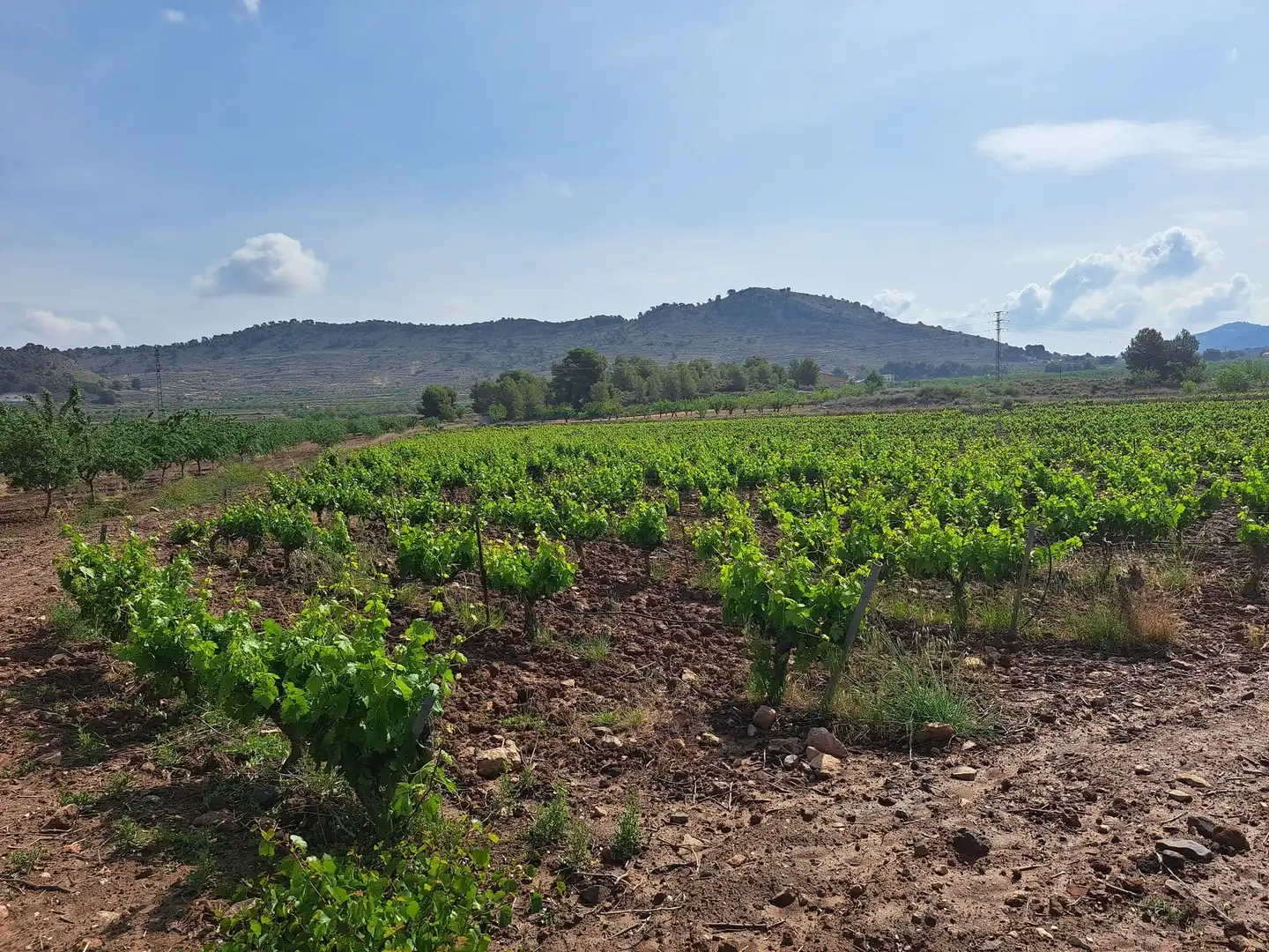 Terreno residencial en venta en El Pinós / Pinoso, imagen 2