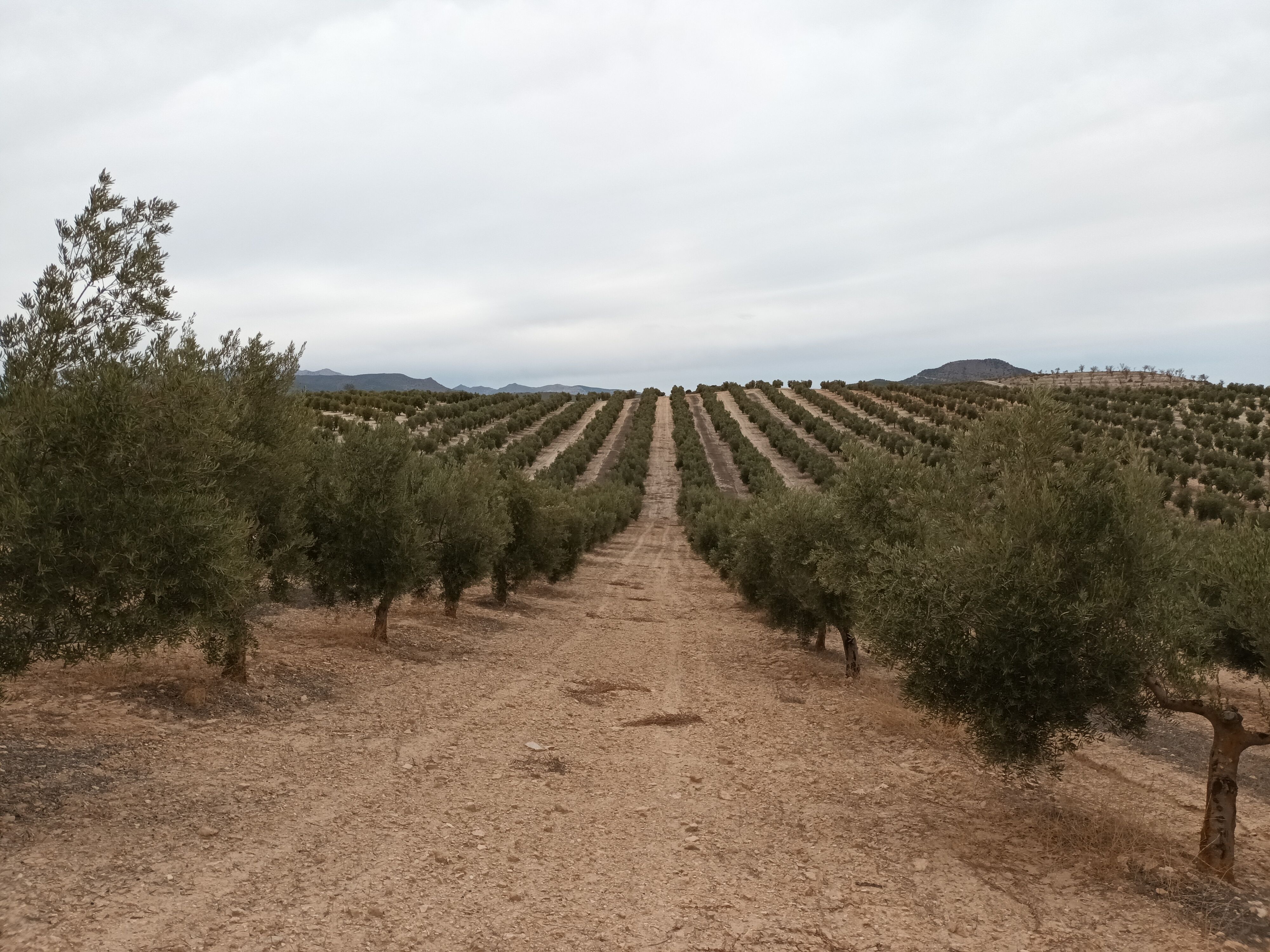 Exterior view of Land for sale in Cabra del Santo Cristo