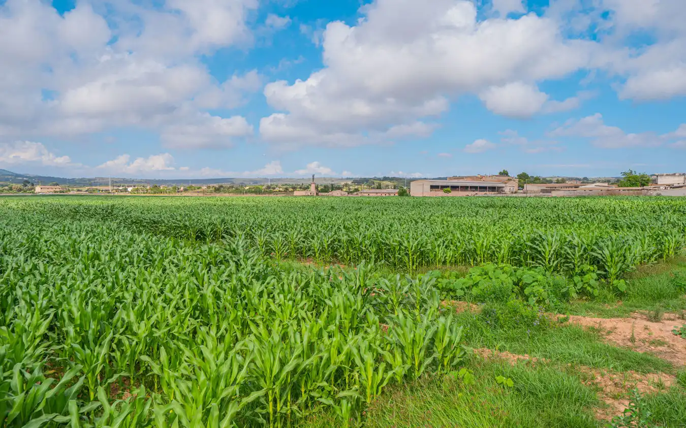Casa rústica en venta en Montuïri, imagen 3