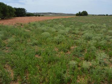 Terrain rustique à vendre à Tarancón