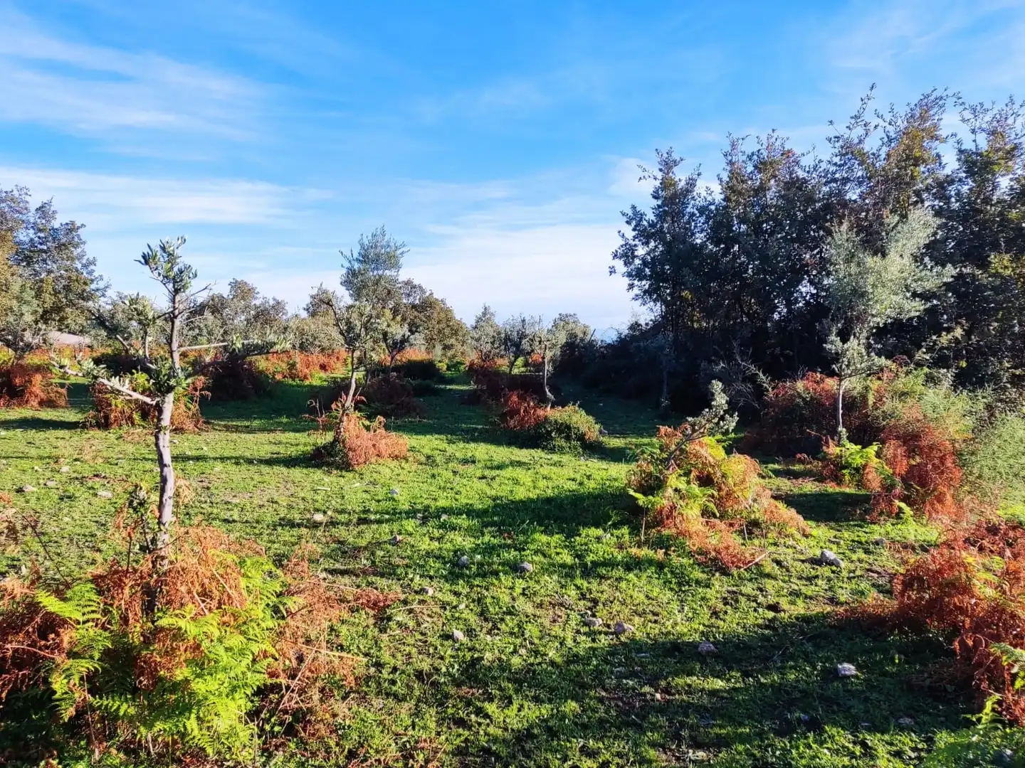 Terreni e lotti in vendita a Jarandilla de la Vera, imagen 43