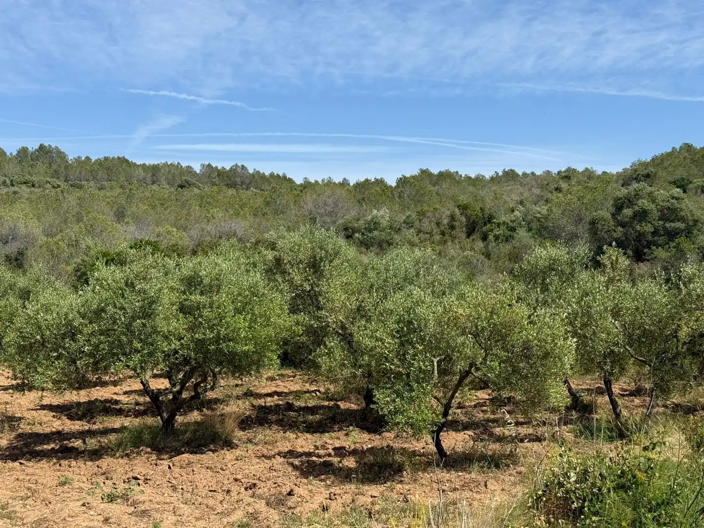 Finca rústica en venda a Vespella de Gaià