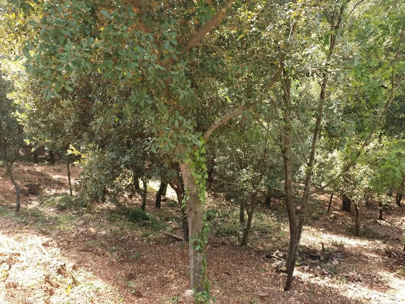 Terrain résidentiel à vendre à Matadepera, imagen 4