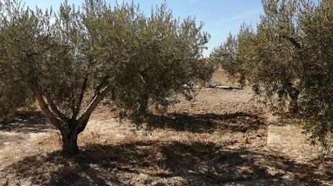Foto 2 de Terreno en venta en Plaza de la Iglesia, Jimenado, Torre-Pacheco