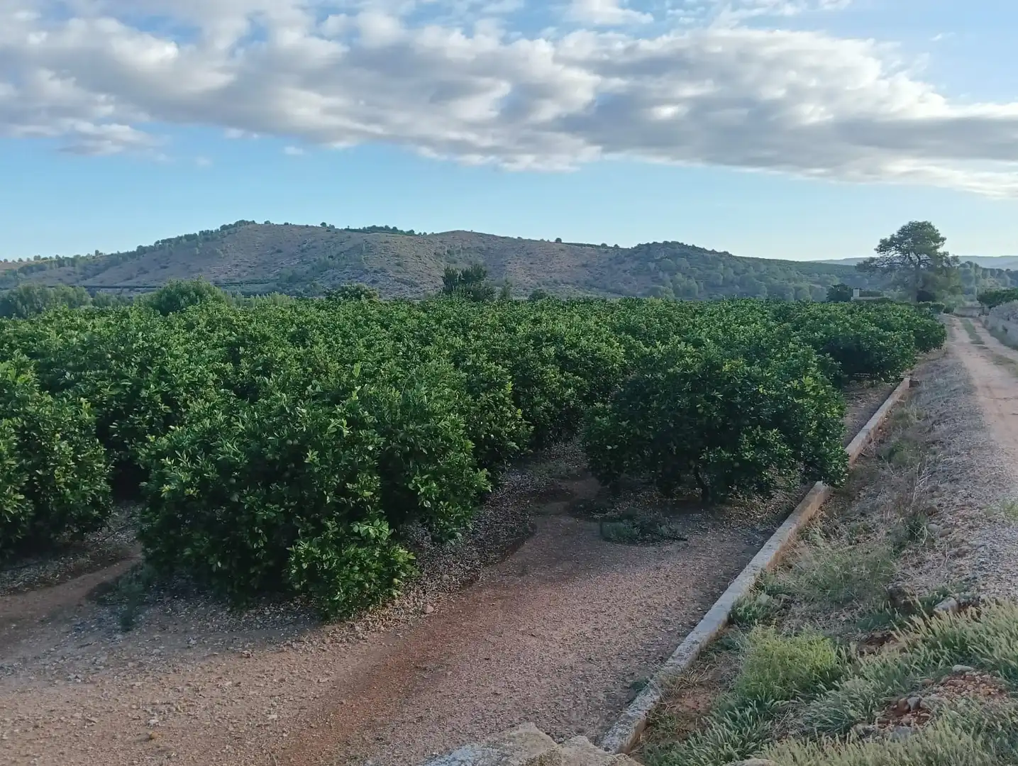 Terreny rústic en venda a Llocnou d'En Fenollet, imagen 4