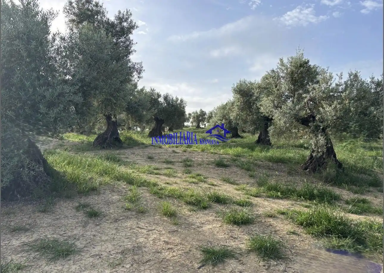 Finca rústica en venta en Bujalance