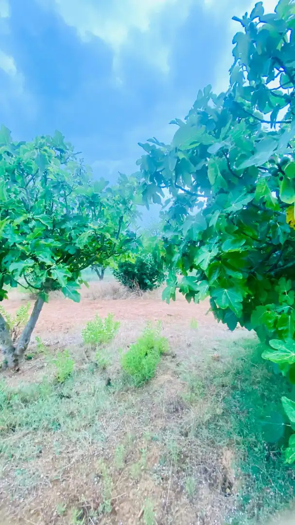 Terreny rústic en venda a La Bisbal d'Empordà, imagen 10