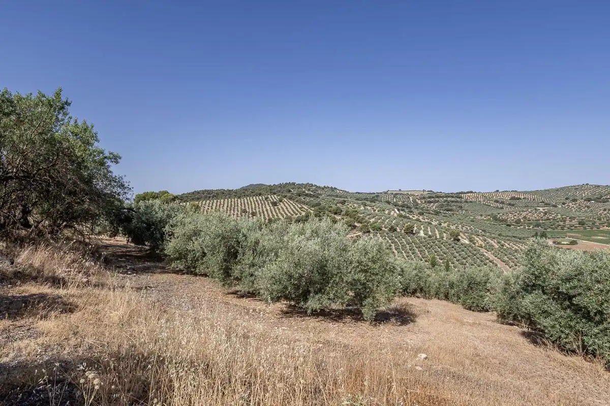 Terreno rustico in vendita a Montefrío