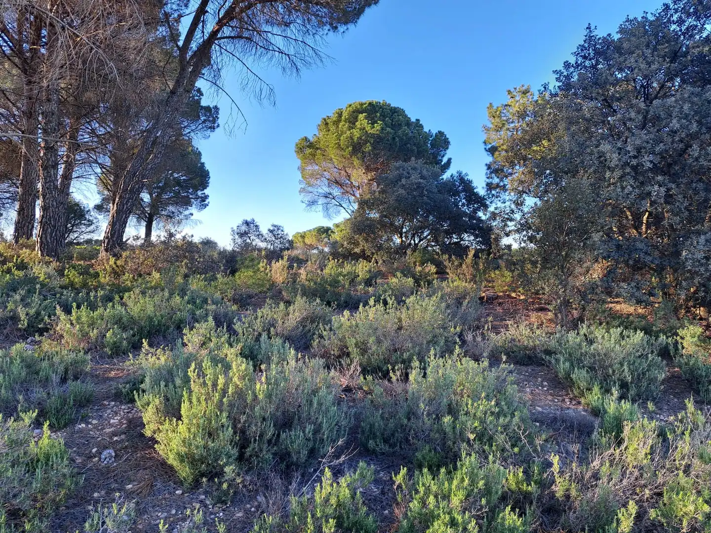 Grundstücke zur Miete in Villagarcía del Llano
