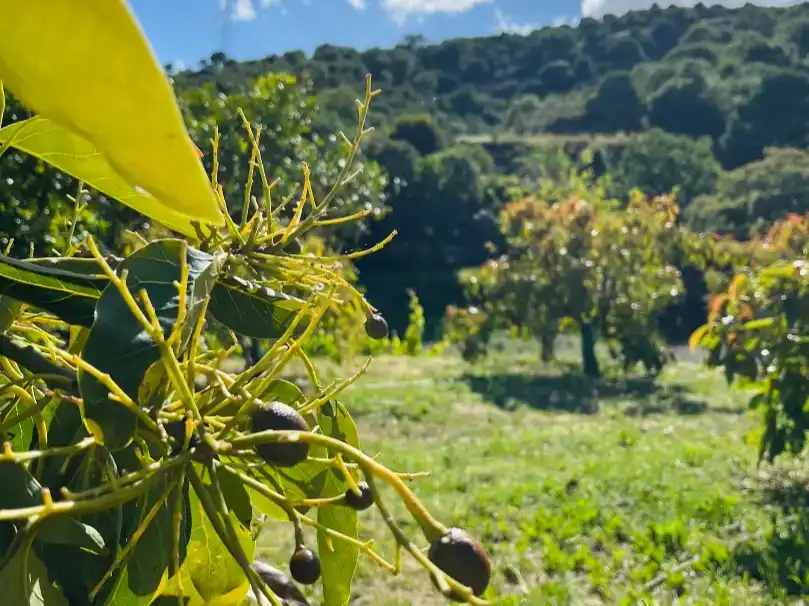 Jardín de Finca rústica en venta en Altos de Estepona