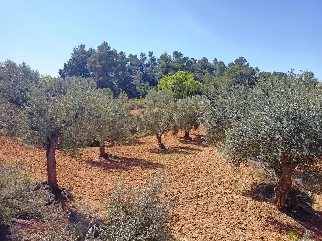 Terreni e lotti in vendita a Cretas