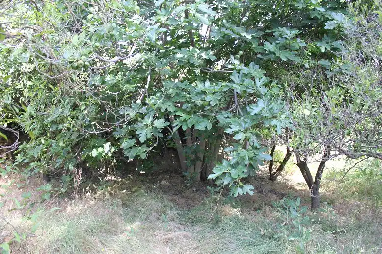 Terreni e lotti in vendita a Andalucía, imagen 5