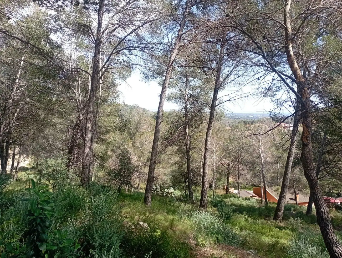 Terreno residenziale in vendita a Calle Ferreteries, imagen 3