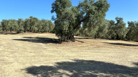 Foto 5 de Terreno en venta en Polígono, 1, Villanueva del Trabuco, Málaga