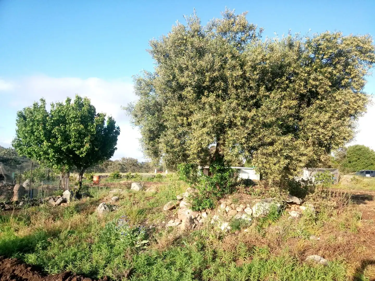 Terreni e lotti in vendita a Castilblanco de los Arroyos, imagen 19