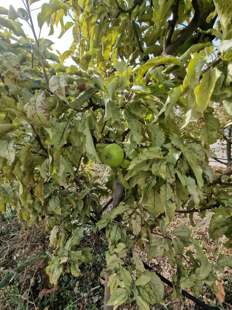 Maison rustique avec jardin à vendre à Cogollos de la Vega, imagen 29