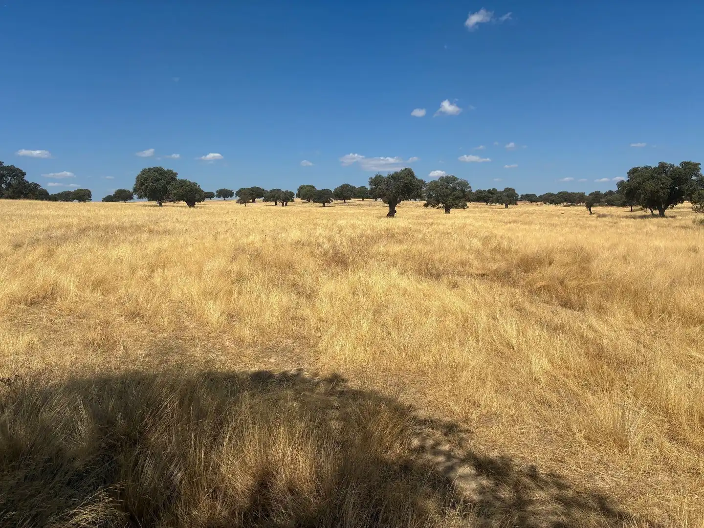 Terreno rustico in vendita a Mohedas de la Jara, imagen 25