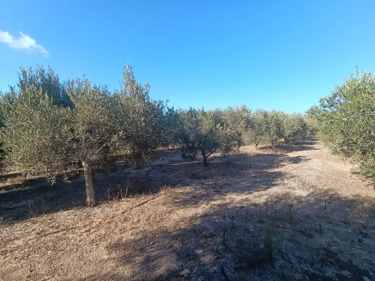 Finca rústica en venda en San Javier amb Aire condicionat i Moblat