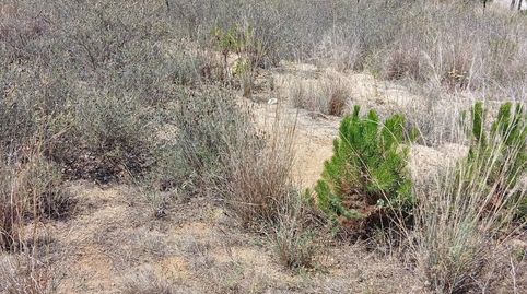 Photo 3 of Land for sale in de Les Basses, 4, Calella, Barcelona