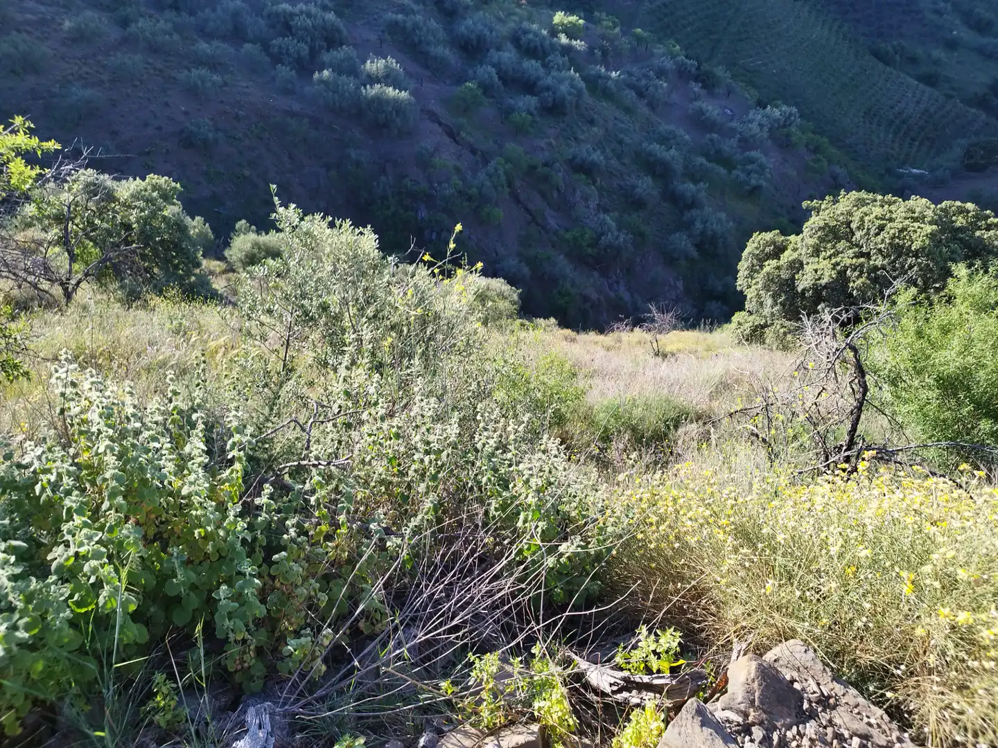 Lands and plots for sale in Arenas, imagen 5