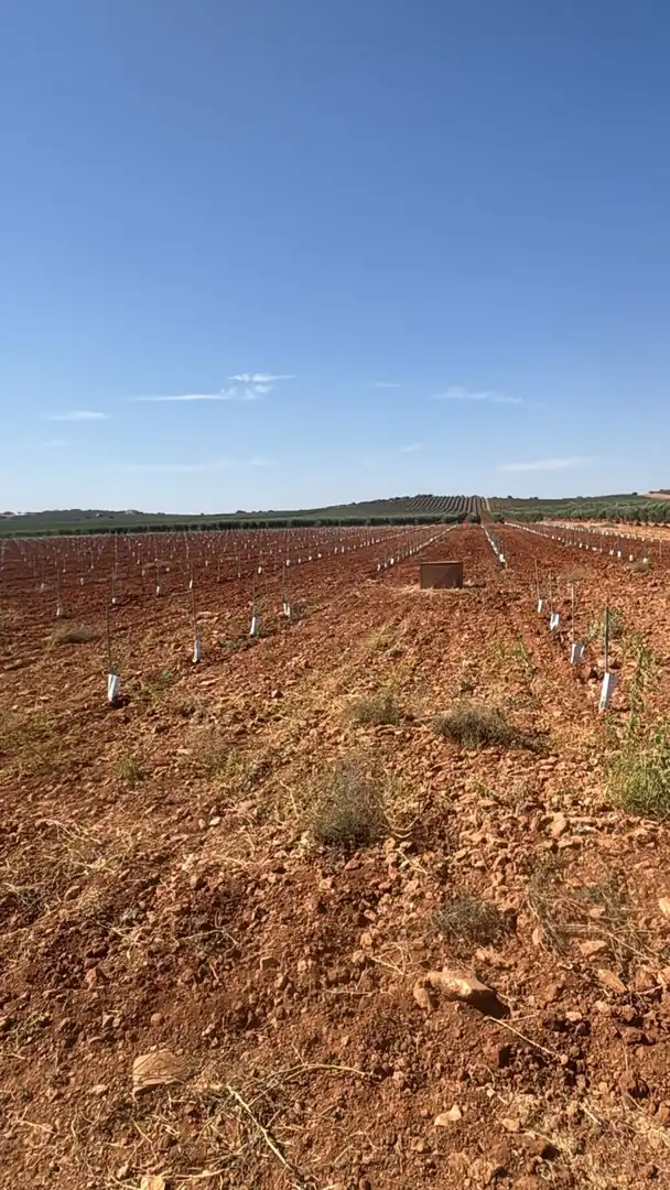 Casa rústica en venda a Valdepeñas, imagen 4