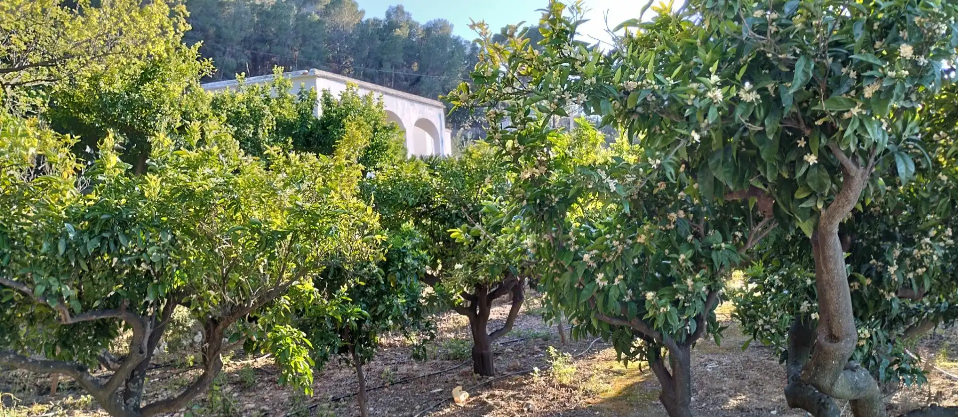 Rural land for sale in Pego, imagen 5