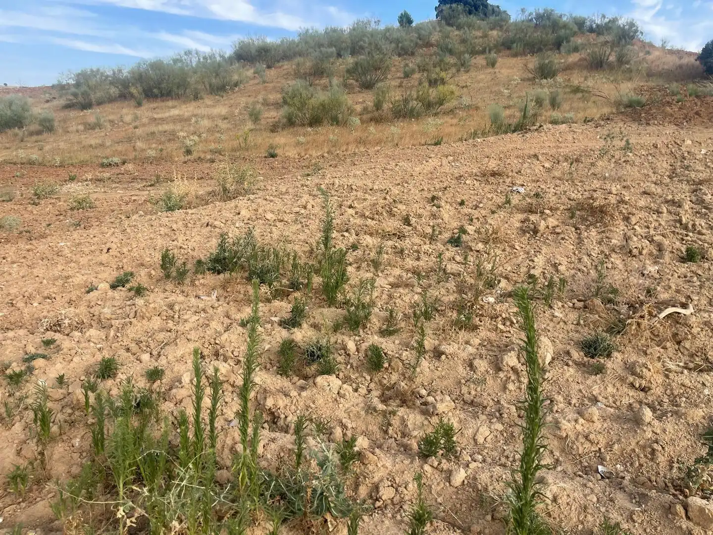 Wohnbaugrundstück zum Verkauf in Calle CAMINO DEL POZO, imagen 7
