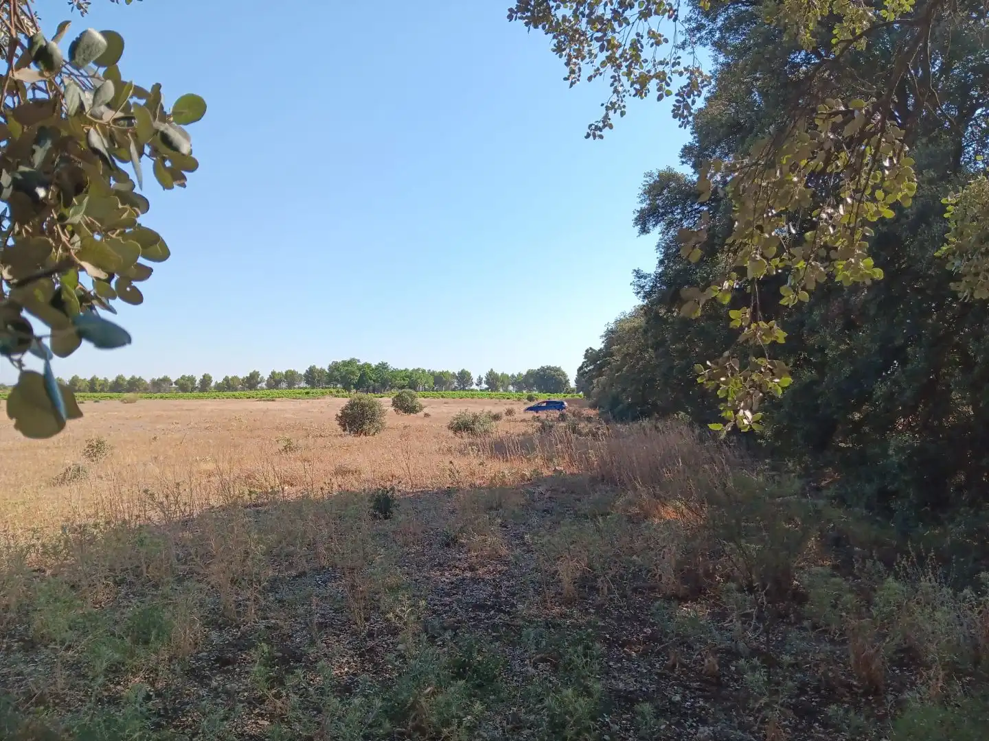 Terreno en venta en Pedro Muñoz