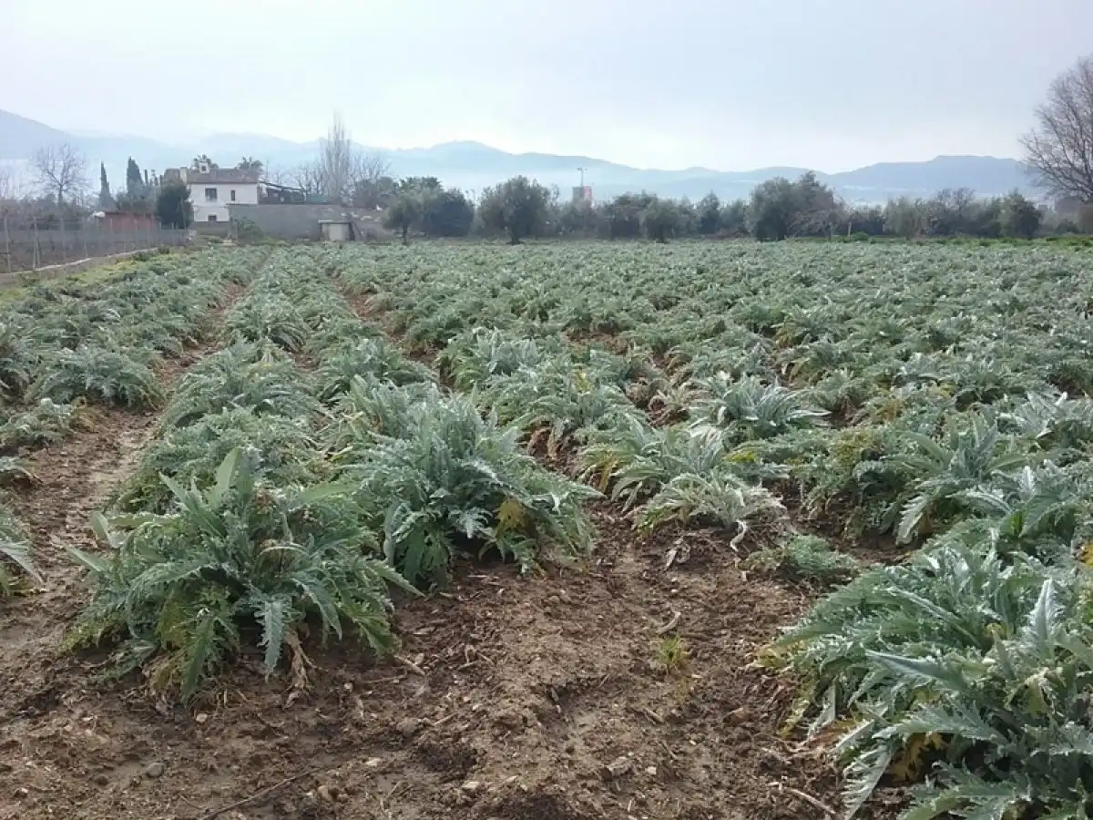 Garden of Country homes for sale in Granada