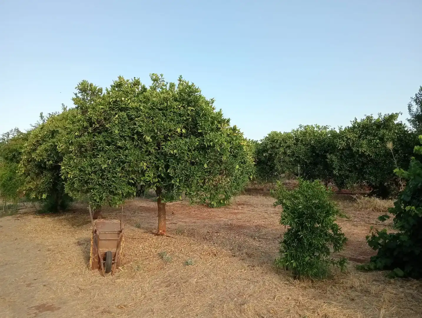 Casa o chalet en venta en Guadalcázar