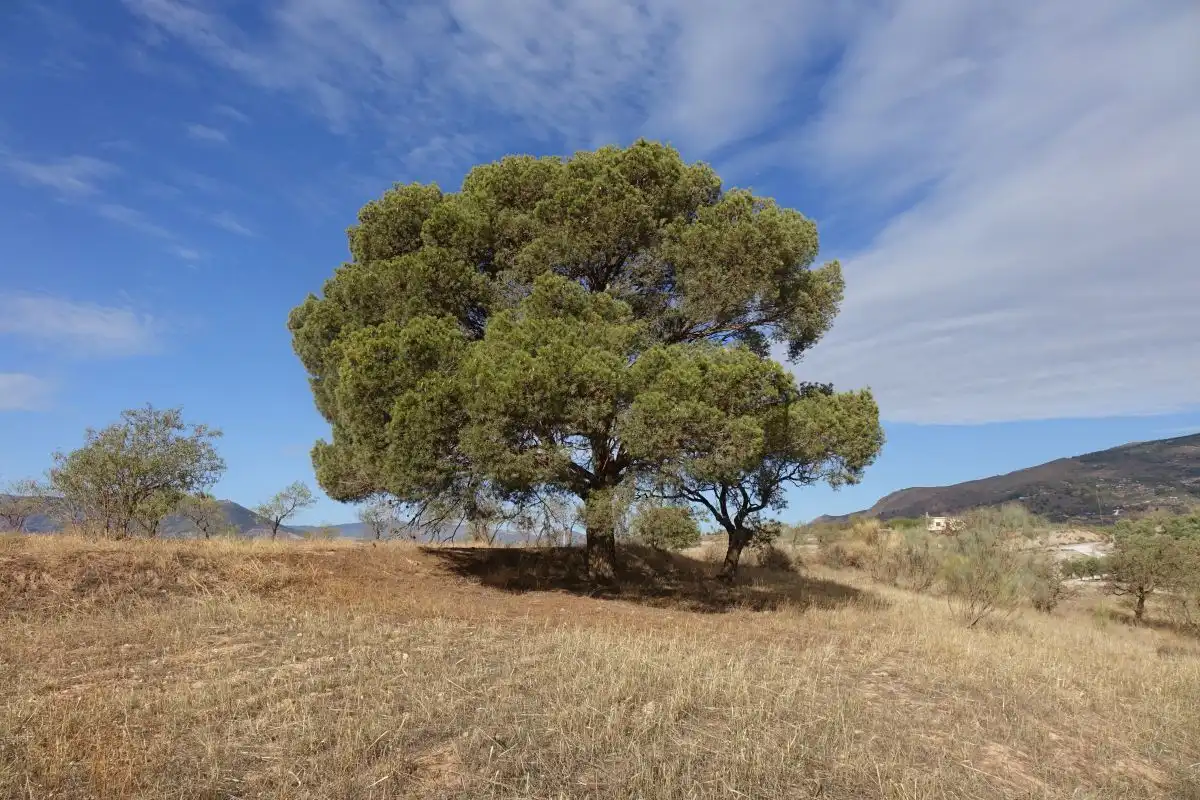 Vista exterior de Finca rústica en venta en Lanjarón