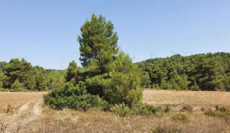 Rustikales Grundstück zum Verkauf in C/ Dehesa de Mojón Blanco, imagen 2