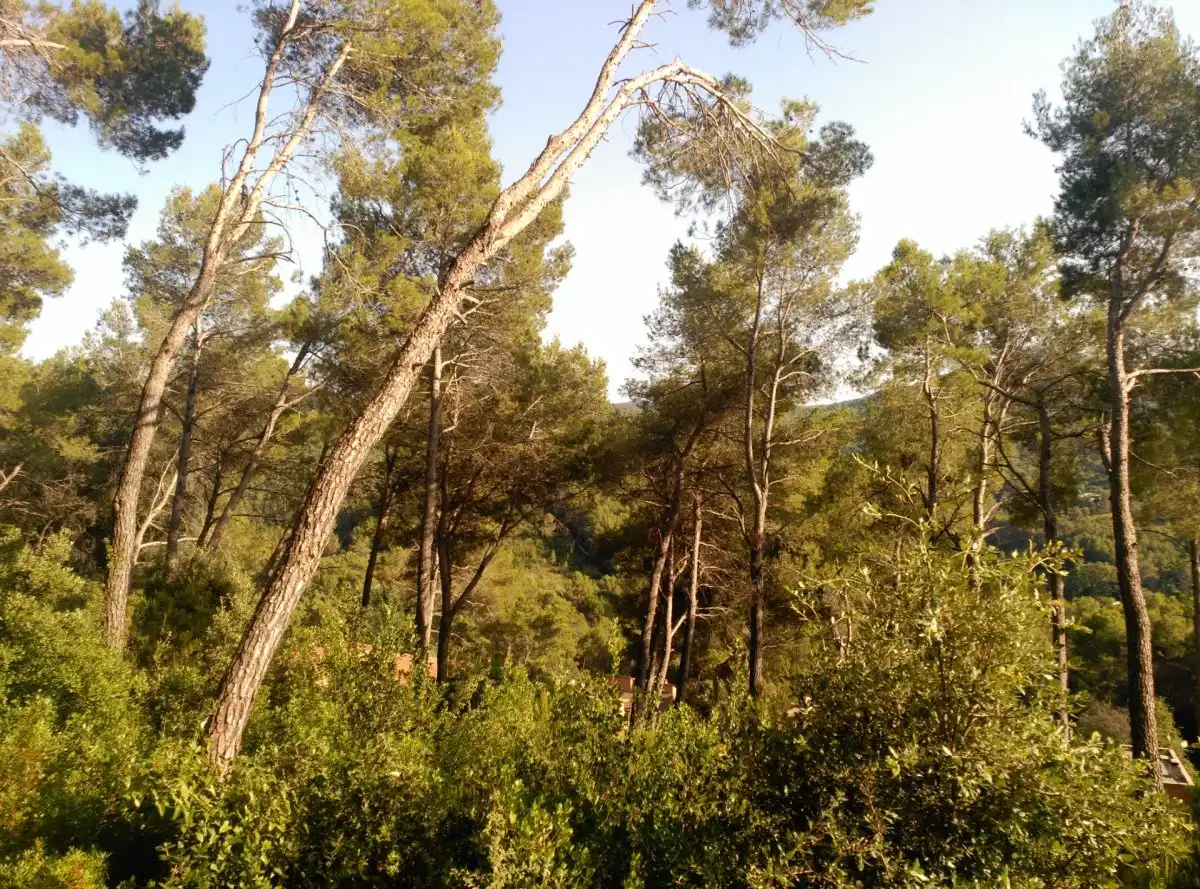 Terreni e lotti in vendita a Corbera de Llobregat, imagen 33