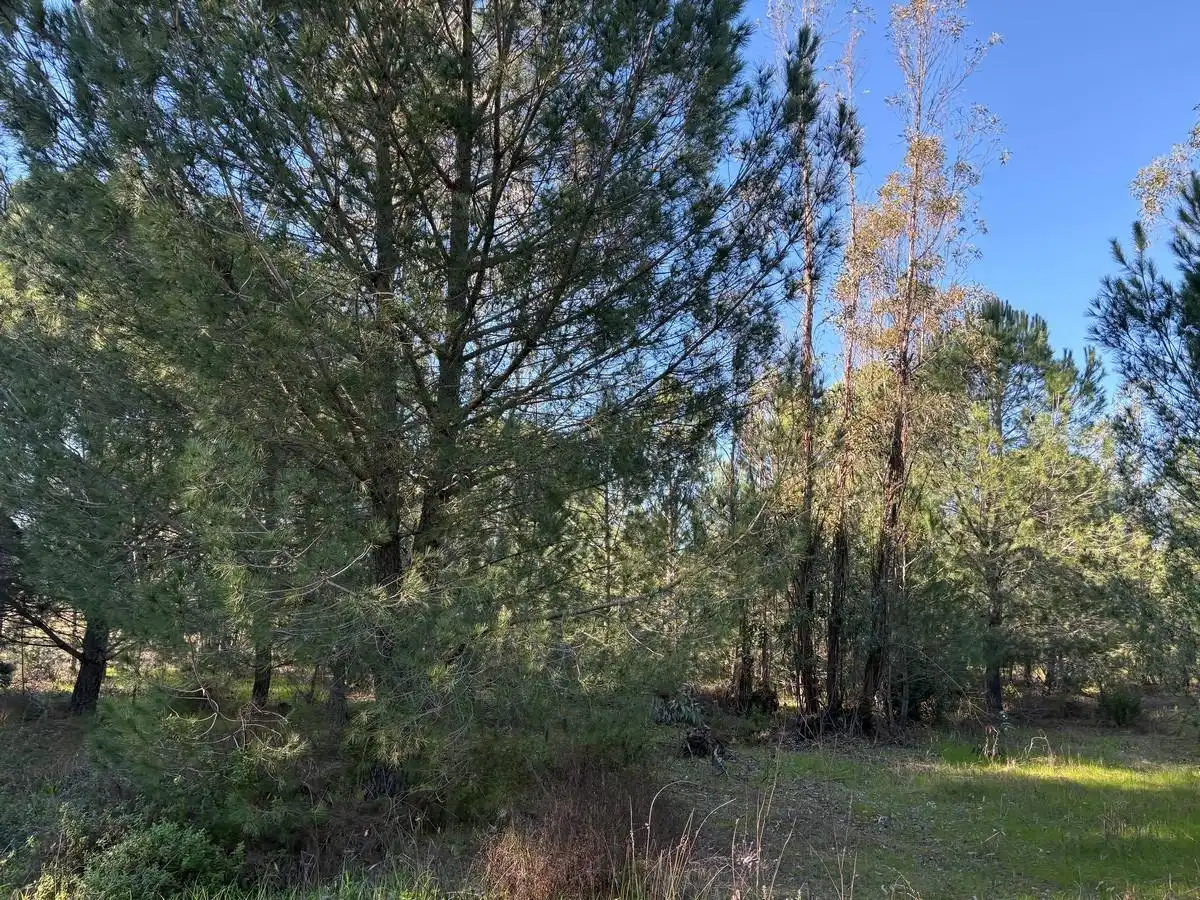 Terrenos y solares en venta en Rociana del Condado, imagen 2
