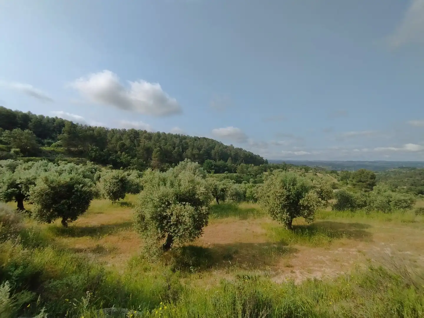 Casa o xalet en venda en Cervià de Les Garrigues amb Traster
