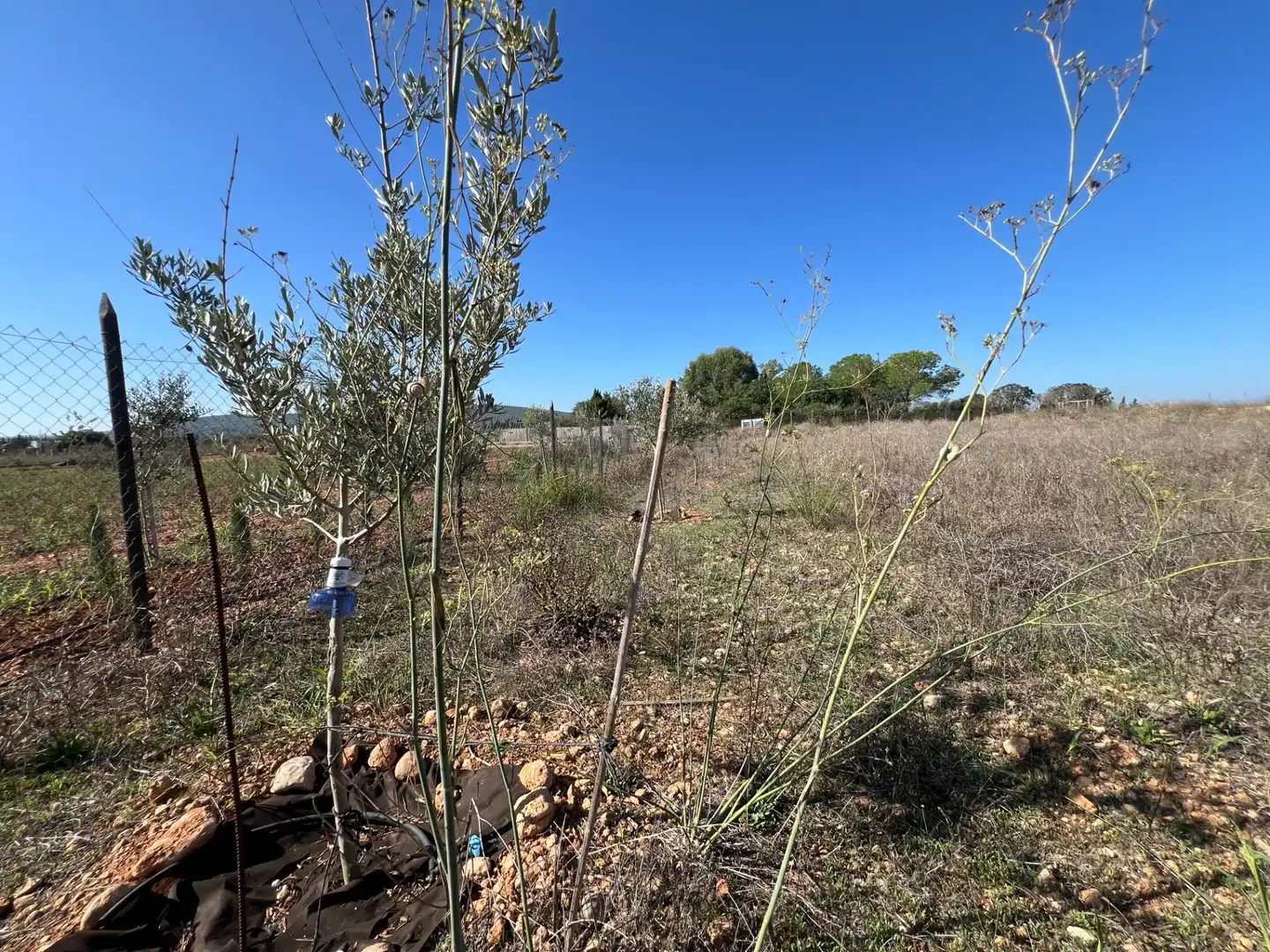 Terreno en venta en Santa Eugènia