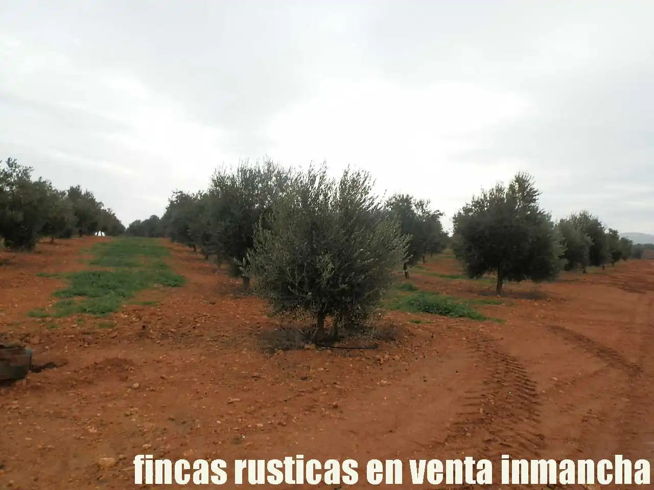 Terreno rústico en venta en Moral de Calatrava