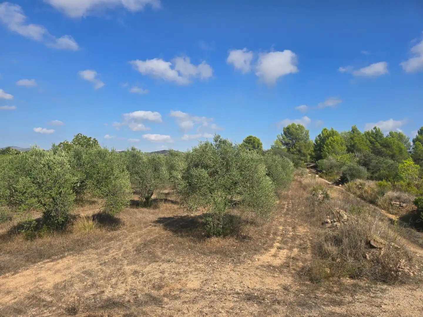 Terreno rústico en venta en Montferri
