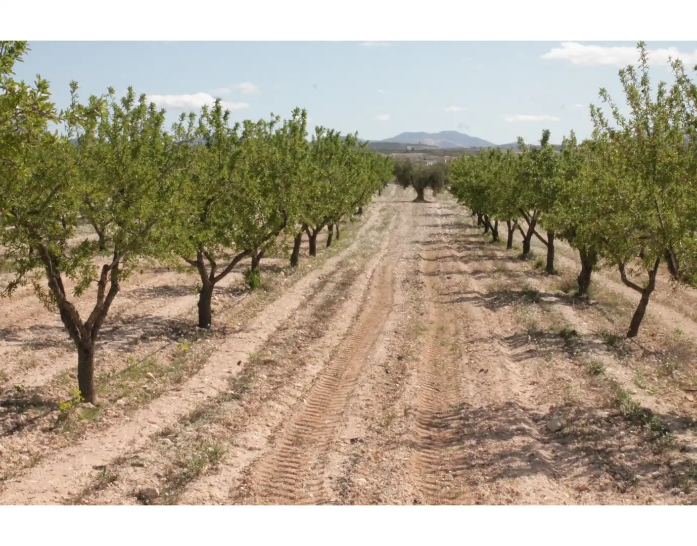 Country house for sale in Jumilla, imagen 37