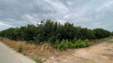 Foto 3 de Terreno en venta en Camino Albalat, Carlet, Valencia
