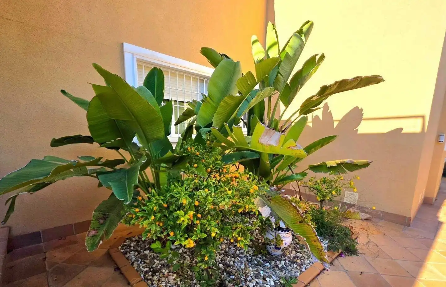 Jardí de Finca rústica en venda en Orihuela amb Jardí privat, Piscina i Piscina comunitària