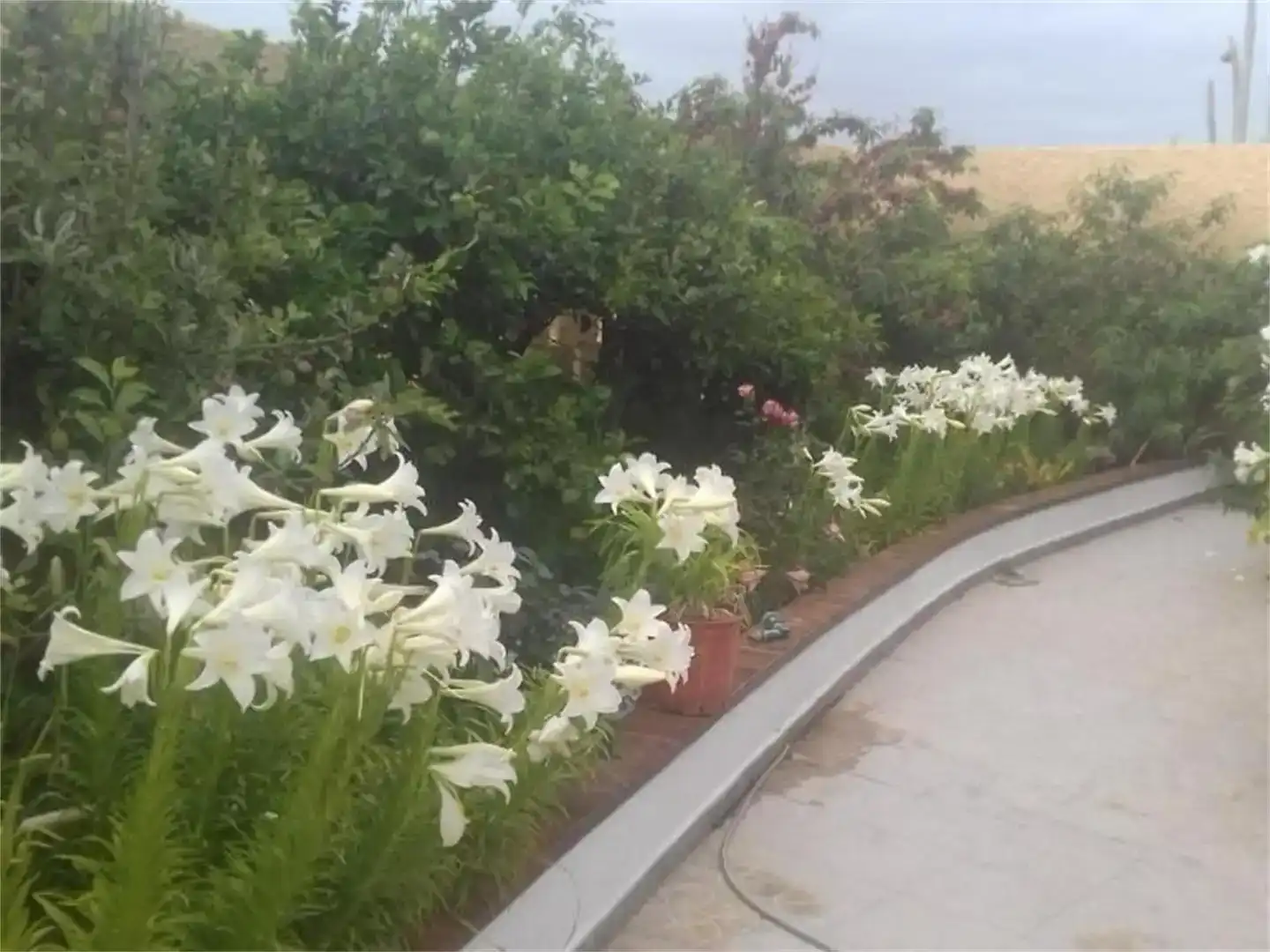 Jardín de Casa adosada en venta en Arico