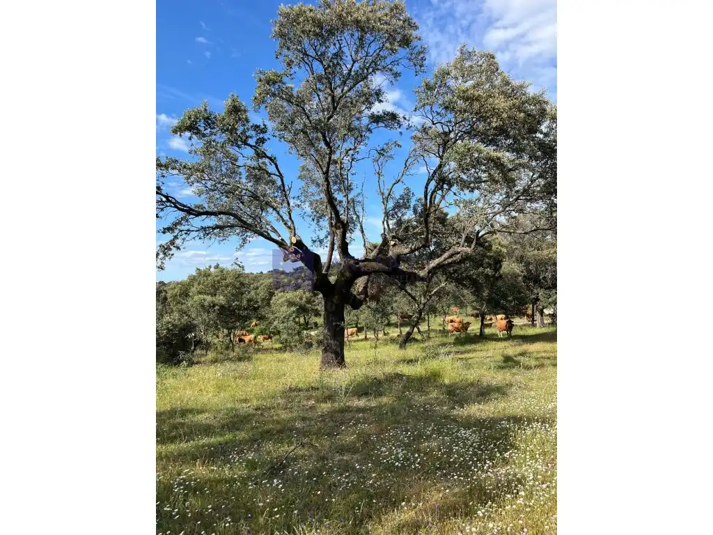 Casa o chalet en venta en Herguijuela