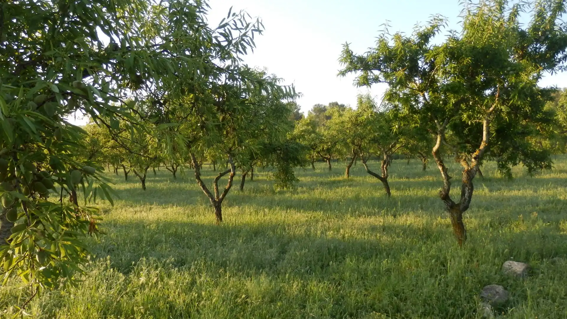 Terreno rustico in vendita a Miravet, imagen 6