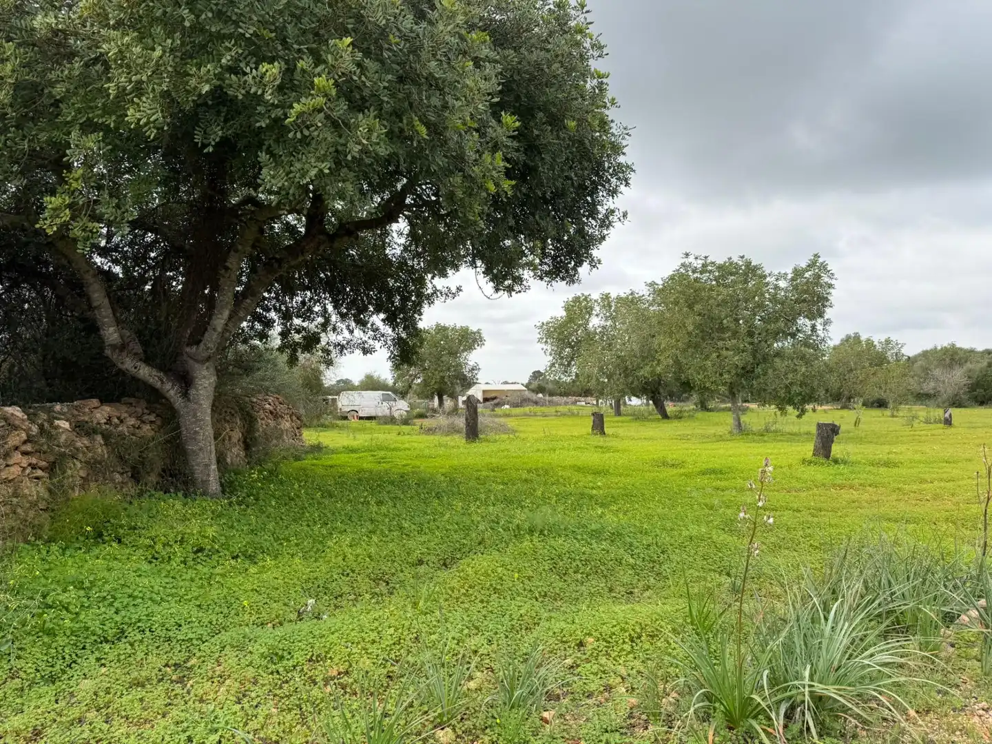 Terreno rustico in vendita a Llucmajor pueblo, imagen 7