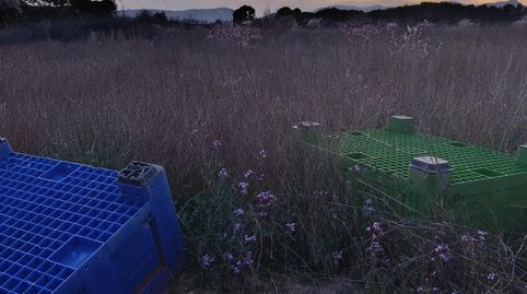 TERRENO 13 HECTAREAS EN CEHEGIN, imagen 5