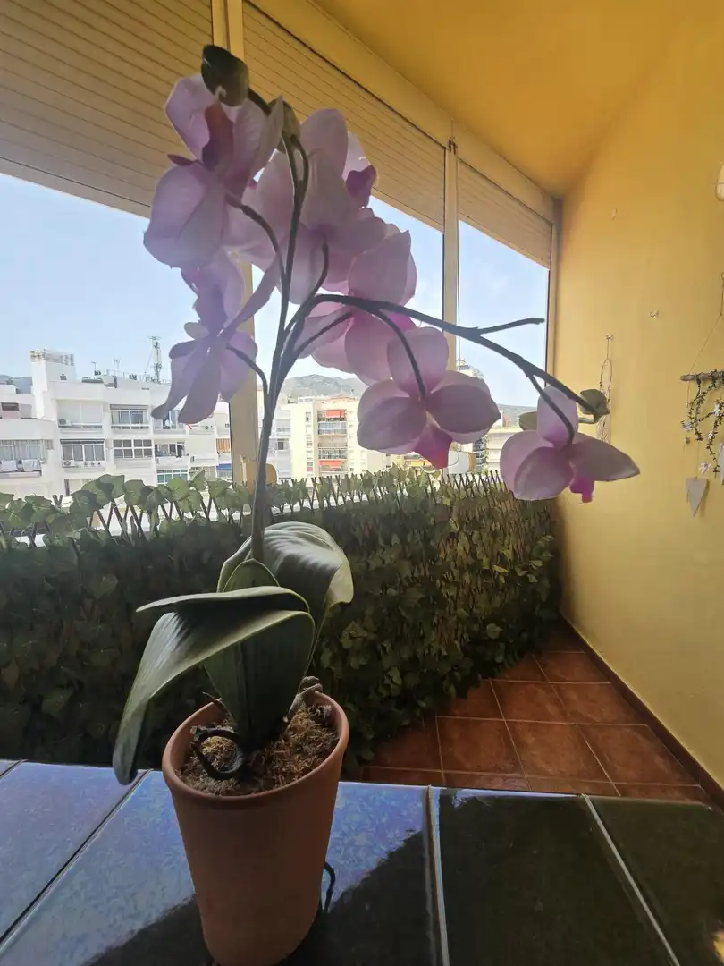 Balcony of Study for sale in Torremolinos  with Air Conditioner, Terrace and Furnished