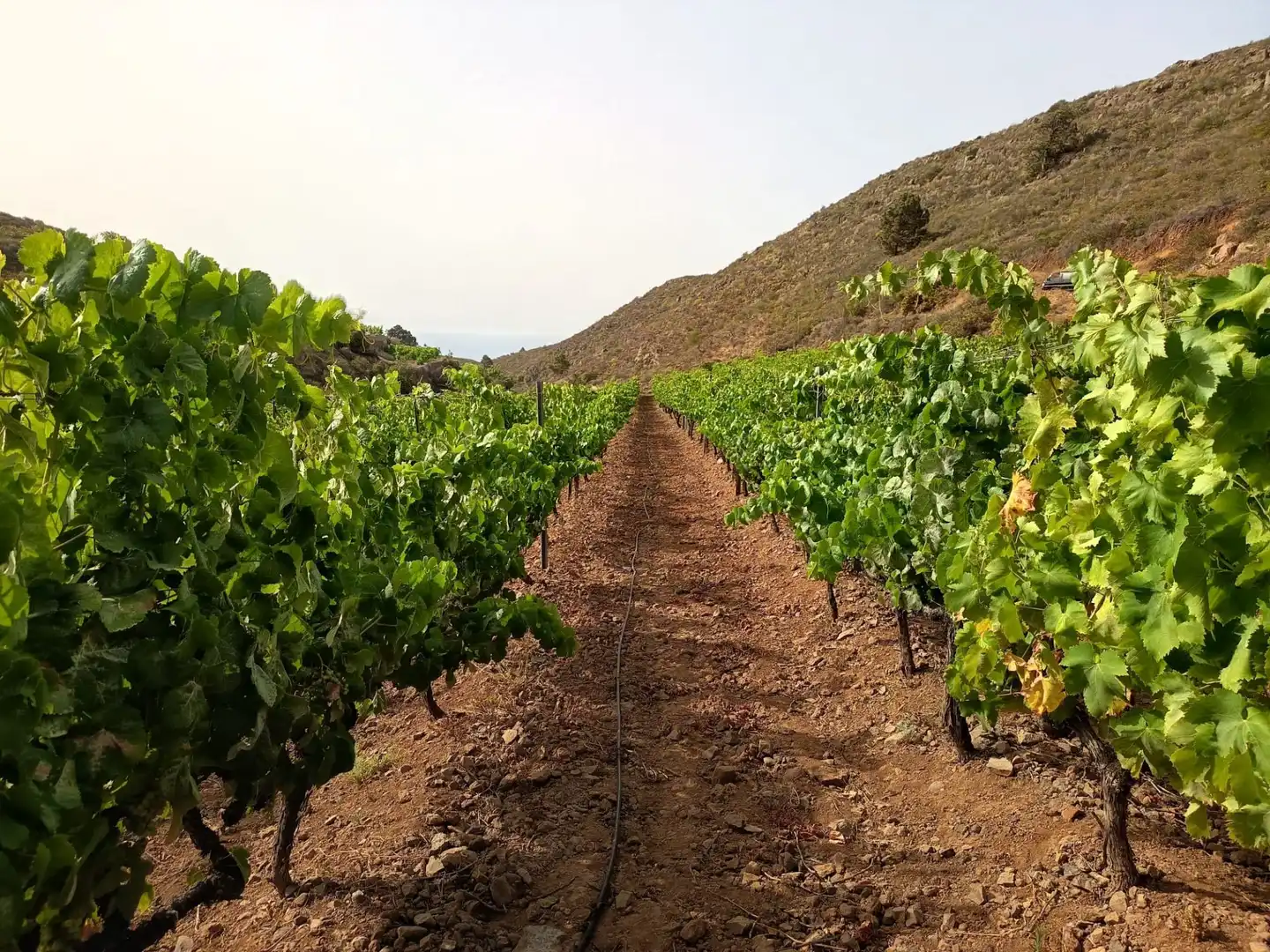 Terreno rustico in vendita a Arico, imagen 7